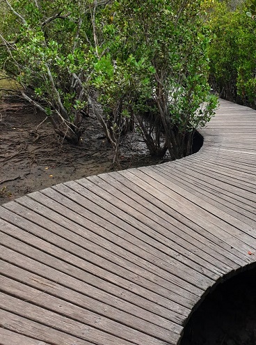 2020 10 30 PlusWalk PeterT mangroves 112134